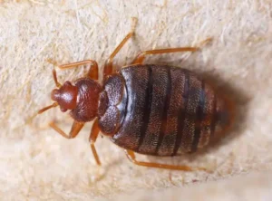 Bed Bug Apprehend Treatment by Bugs Heat Terminator