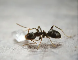 Pest control technician applying treatment to eliminate ants in a home."