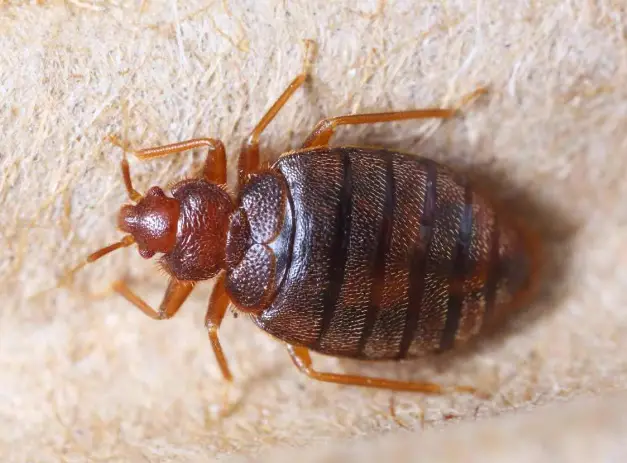 Exterminator applying treatment to eliminate bed bugs in a residential bedroom