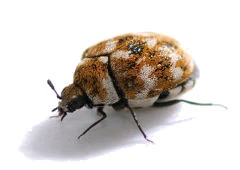 Exterminator inspecting kitchen shelves for pantry pests."
