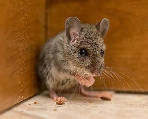 Technician setting traps for mice in a Toronto home