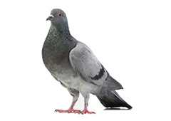 Safe Pigeon Removal Services in Toronto