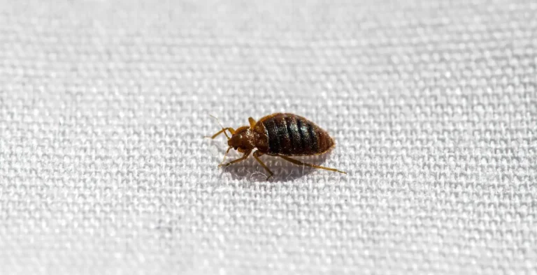 How to Tell If You Really Have Bed Bugs in Your Toronto Home