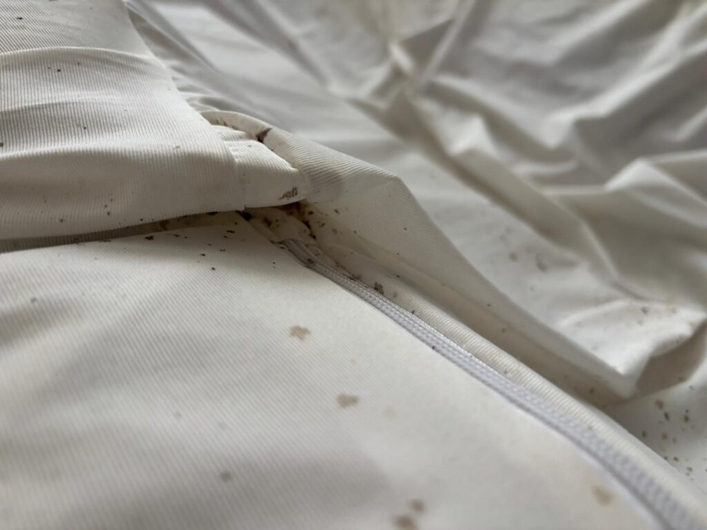affected-mattress-showing-bed-bug-activity-before-treatment