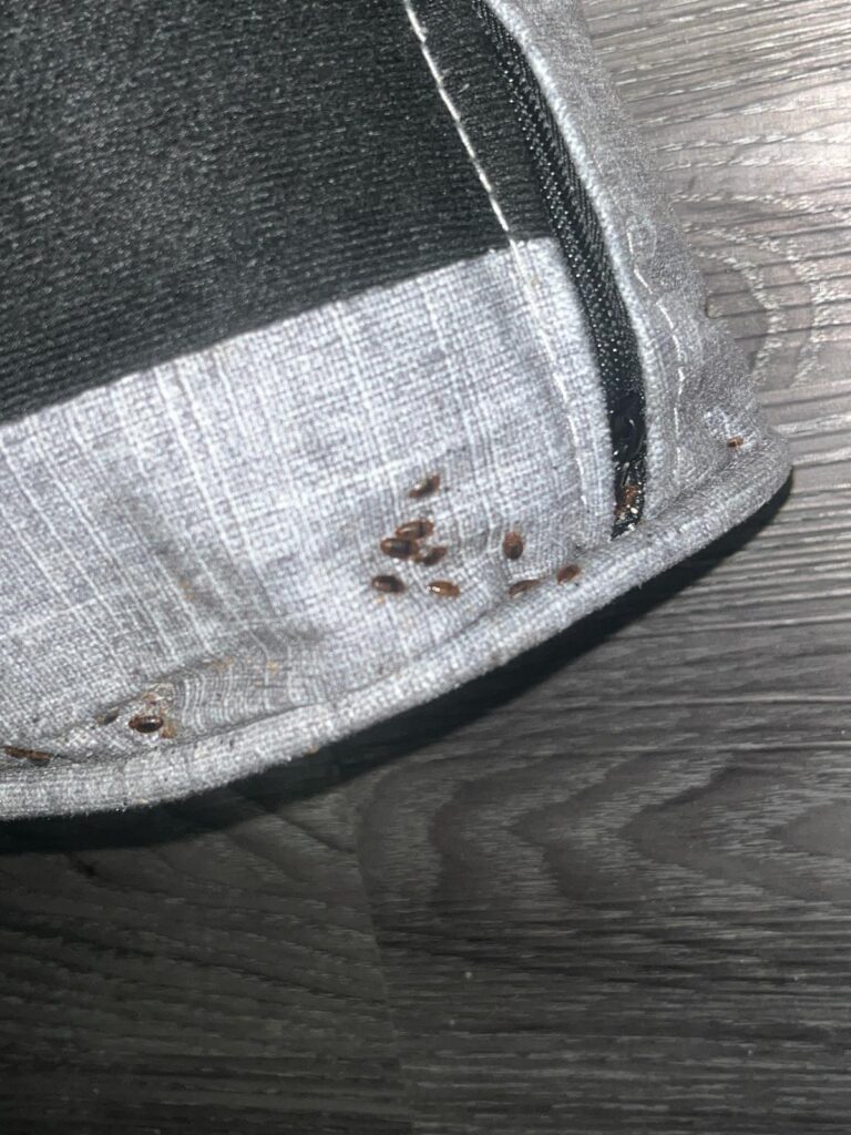 Bedbug-Inspection-Furniture-Toronto