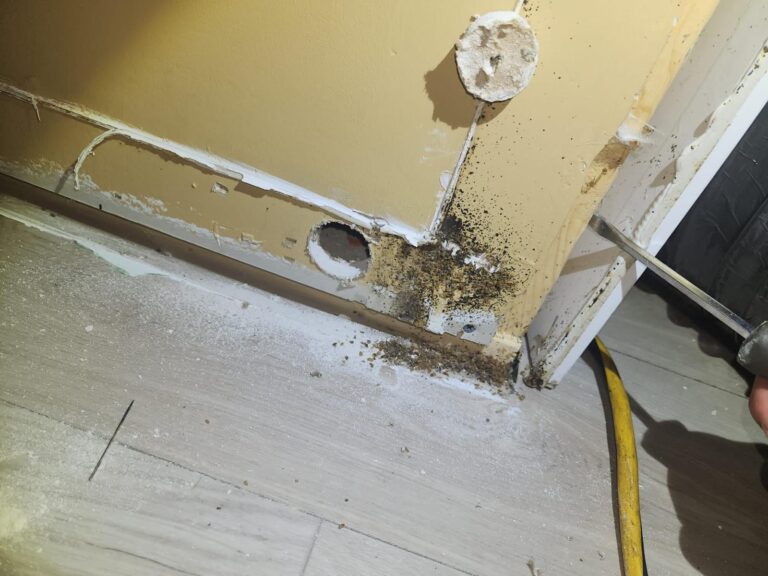 bed-bug-contamination