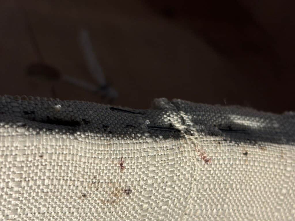 Toronto's climate directly affects how long bed bugs survive in vacant properties. Bed bugs are cold-blooded insects, meaning their metabolism slows significantly in cooler temperatures. A lower metabolic rate means they consume energy more slowly, which extends the time they can go without feeding. In a heated apartment or home during a Toronto winter, indoor temperatures typically range from 18°C to 22°C. At these temperatures, adult bed bugs can survive for several months without a blood meal. If a unit is left unheated during colder months and temperatures drop significantly, bed bugs enter a state of reduced activity that can extend their survival even further