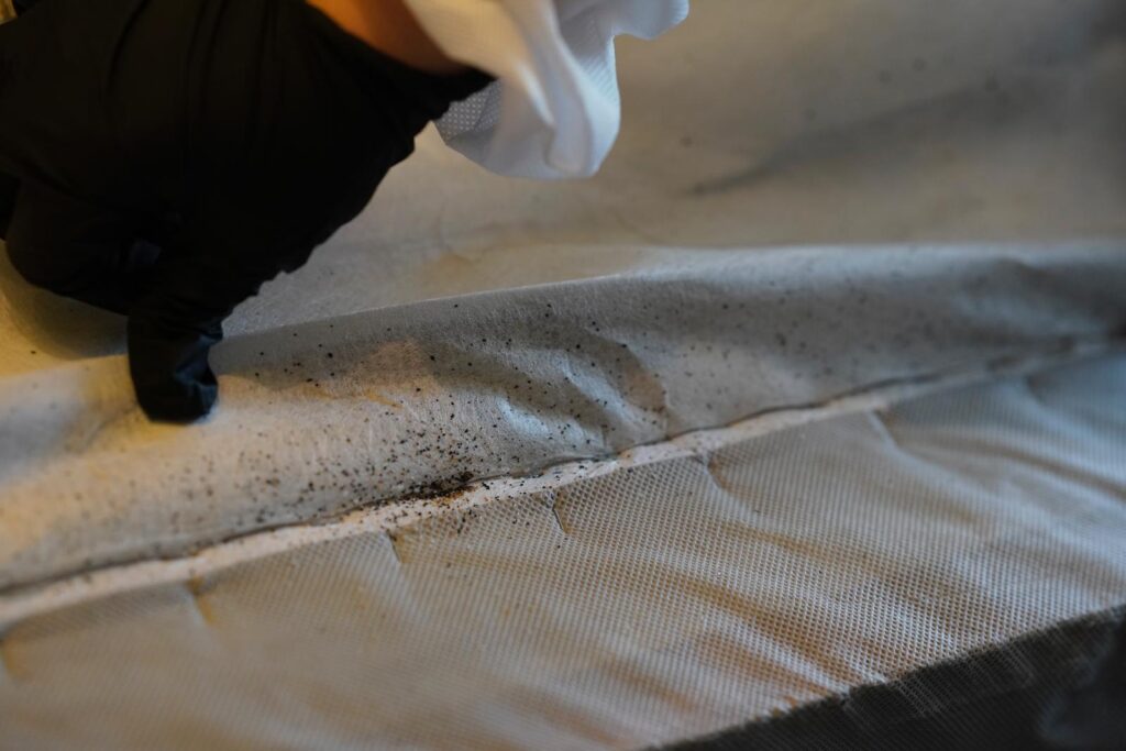 Bed bugs hiding inside mattress seams in a Toronto home before professional heat treatment
