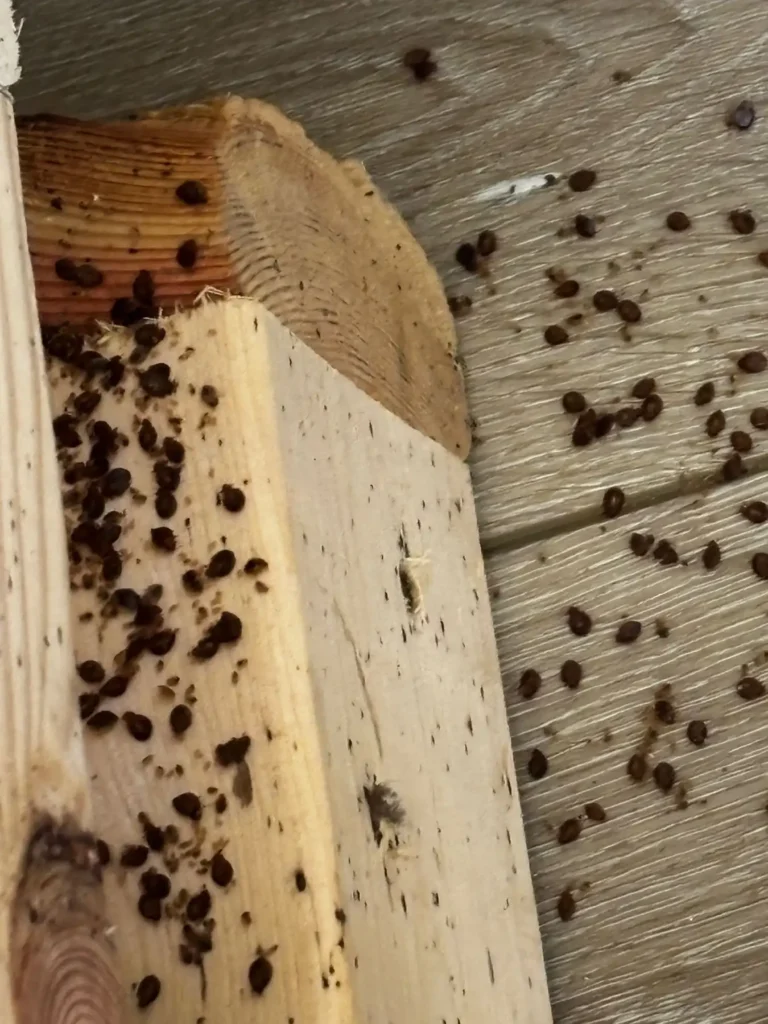 bed bug pest