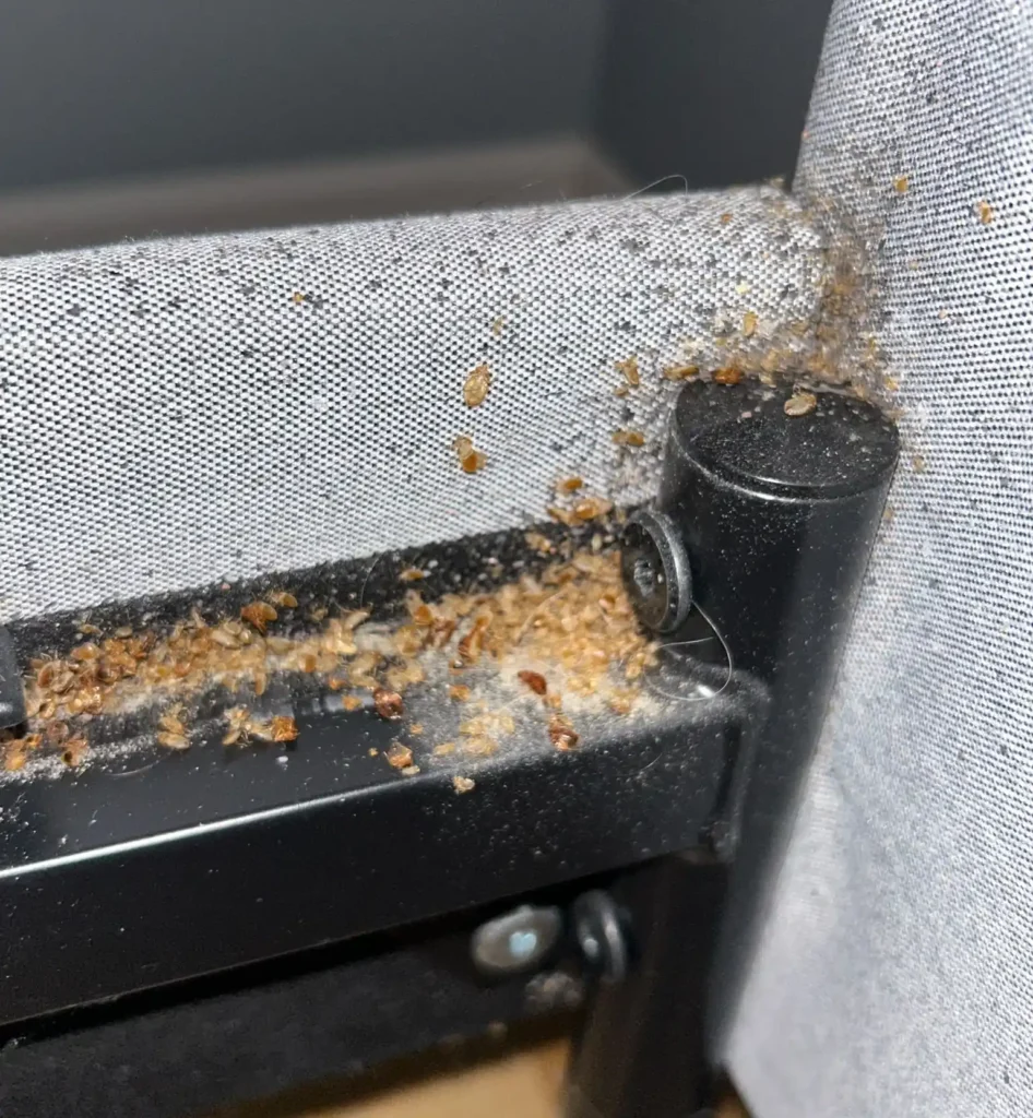 bed-bug-infestation-on-bed-milton-01