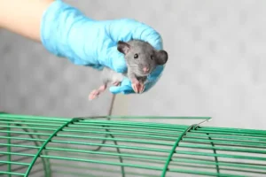 Rodent control technician inspecting a residential property for mice and rats