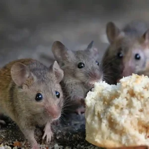 Mice and rodent control for Toronto homes