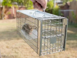 Mouse captured in a cage trap during pest control